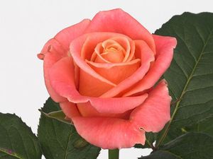 ROSE MISS PIGGY 50